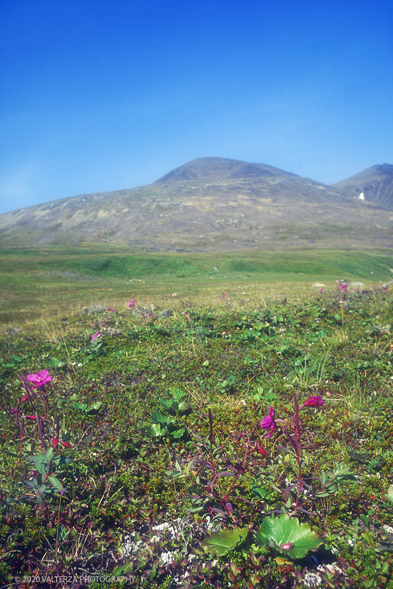 22 SIBERIA.jpg - Luglio/Agosto 1992. Siberia, terra dei Chukchi. Nell'oceano artico  125 Km a nord-est della penisola dei Chukchi (Siberia) c'Ã¨ l'isola di Wrangel, essa ospita piÃ¹ del doppio di specie vegetali (417) di qualsiasi territorio artico a paritÃ  di superficie nonchÃ¨ 30 specie diverse di uccelli oltre ad orsi polari, foche e trichechi ; per questo motivo   Ã¨ stata proclamata patrimonio dell'umanitÃ  dall'UNESCO. Nella foto la tundra nell'entroterra di Providenja.